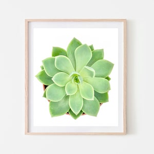 Succulent Wall Art, INSTANT DOWNLOAD, Digital Print, Printable Wall Art