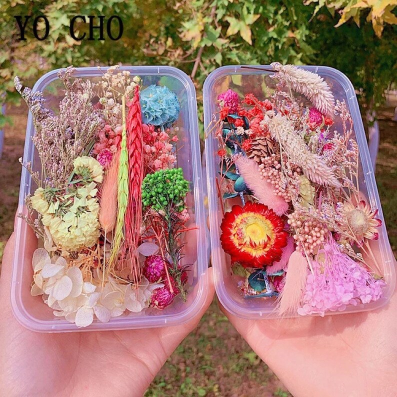 1 Box Random Real Dried Flowers Etsy