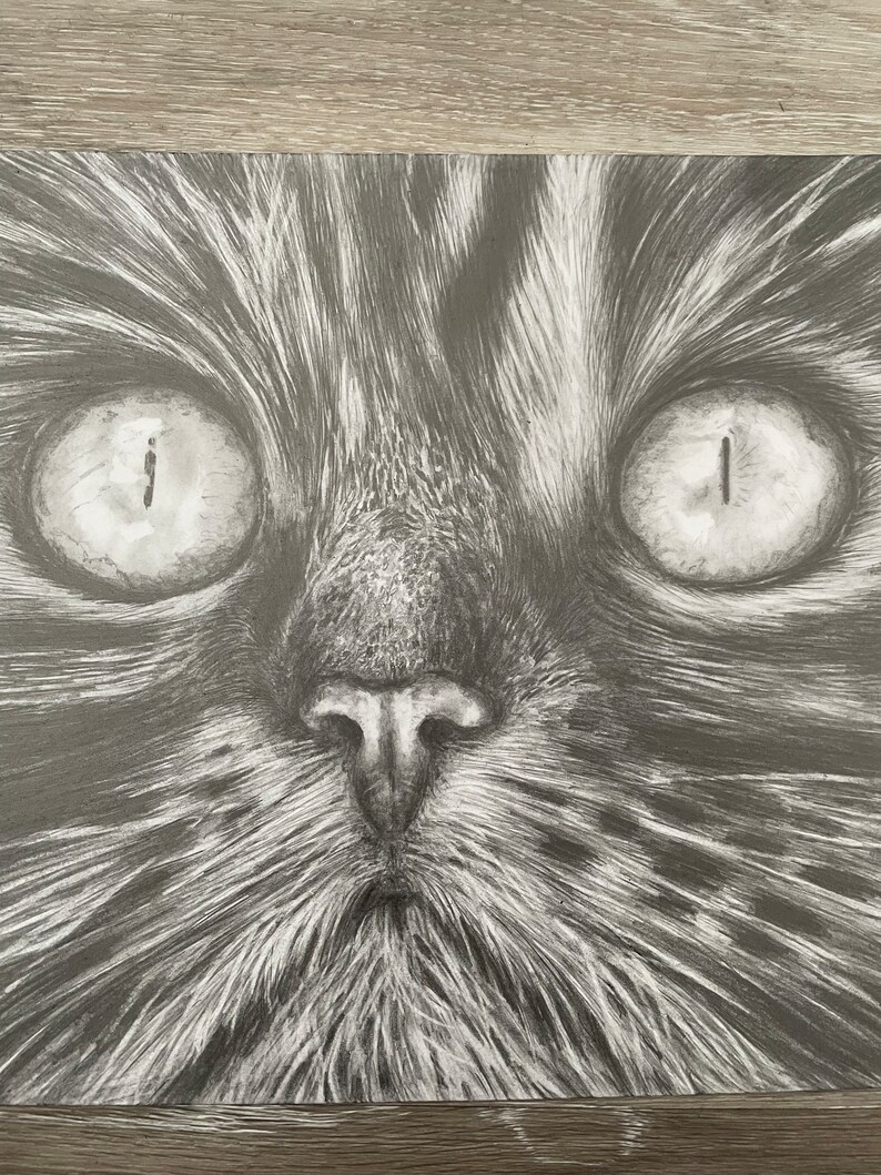 Original Pencil Drawing Cat Sketch Graphite Artwork Home Etsy