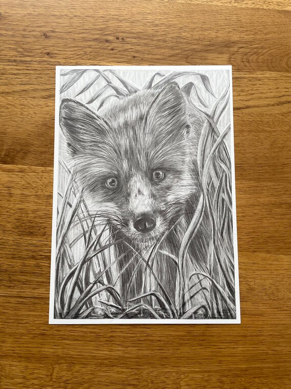 Fox Drawing, Original Pencil Drawing, Wildlife Art, Wall Art, Graphite,  Animal Art, Fox Sketch, Wildlife Illustration, Animal Lover, Gifts -   Israel