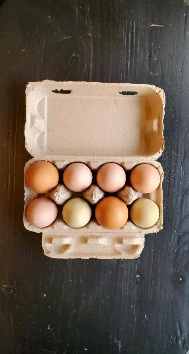 Blank Egg Cartons Set of 10 Holds 8 Eggs Rectangular Etsy