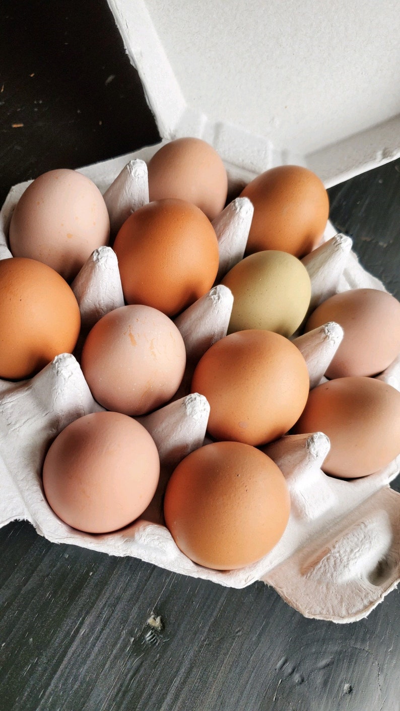 Holds a Full Dozen Eggs Blank Egg Cartons Octagon Carton 100