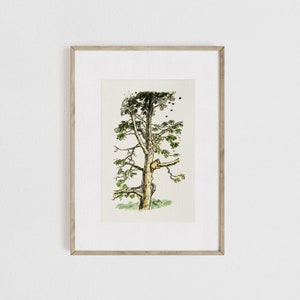 Winnie the Pooh Climbing A Tree Print, Winnie the Pooh Print Poster, Nursery Gift, Kids Room, Baby Room, Pooh Print, Vintage, Classic Pooh