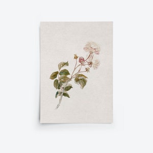 Pu&ograve; includere: Un dipinto ad acquerello di una delicata rosa bianca con sfumature rosa, con foglie e steli verdi. La rosa &egrave; parzialmente aperta, rivelando i petali morbidi all'interno.