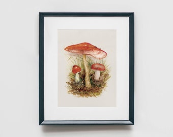 Mushrooms Wall Decor, Watercolor Art Print, Vintage Collection