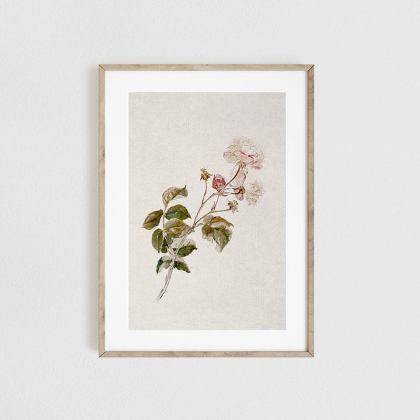 Pink Rose Art Print, Antique Prints, Botanical Art Prints, Garden Wall Art, Wall Victorian Art, Flower Art Print