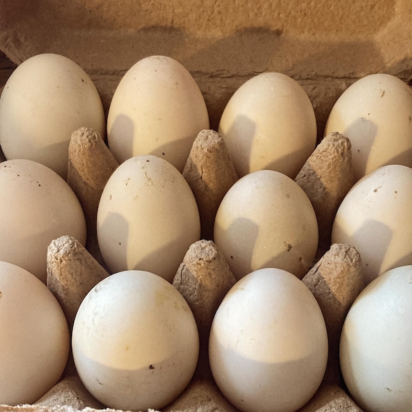 Duck Eggs/ Free Range Duck Eggs