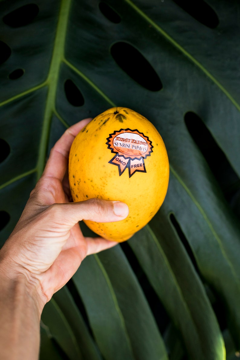 Hawaiian Non GMO Sunrise Papaya Seeds Etsy