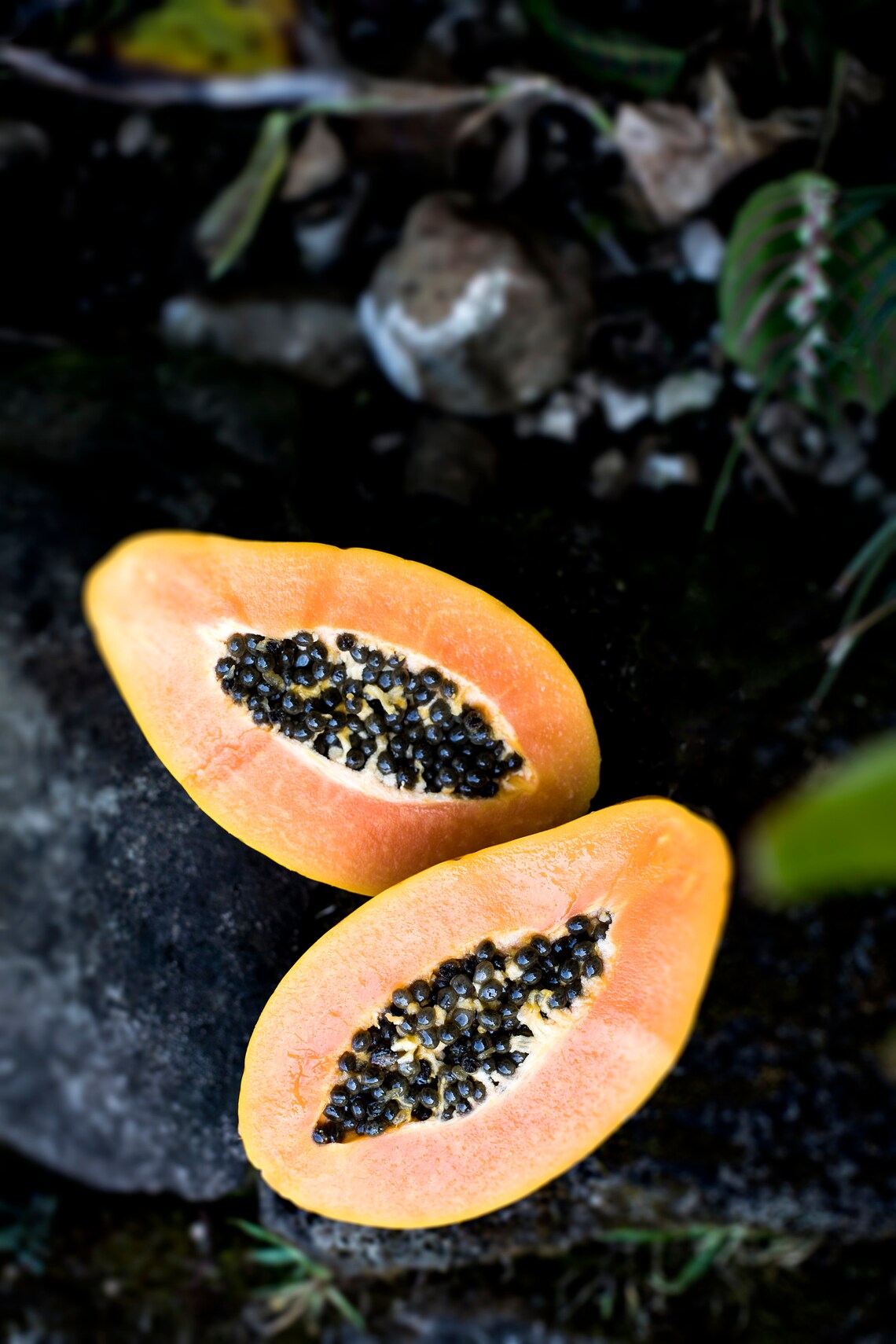 Hawaiian Non GMO Sunrise Papaya Seeds Etsy