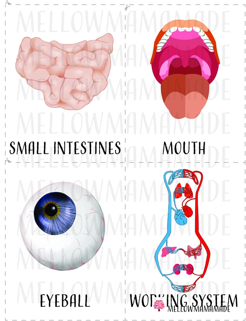 Printable Anatomy Flash Cards Biology Diagrams