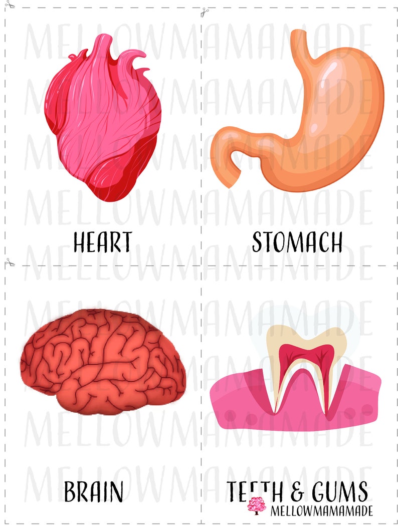 Free Printable Anatomy Flashcards Printable Templates Rezfoods free-printable-anatomy-flashcards-printable-templates-rezfoods