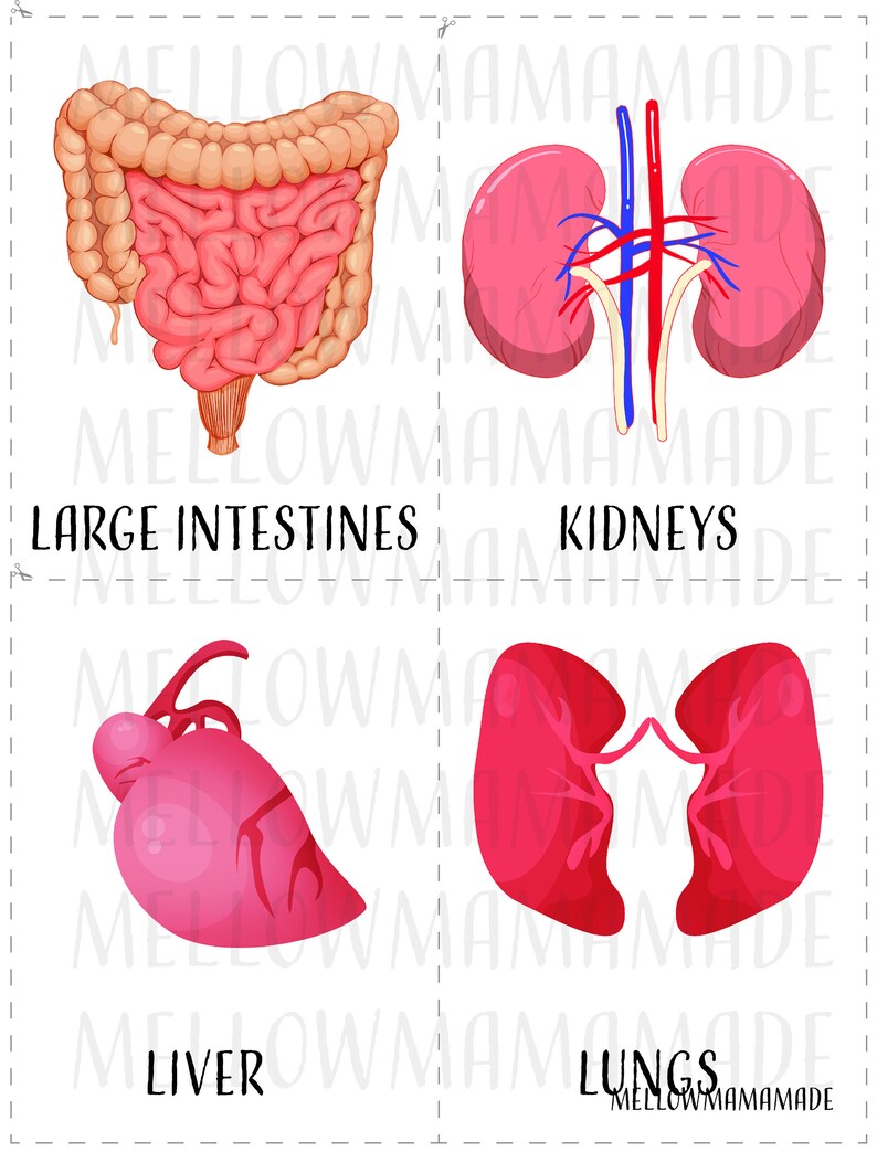 Human Anatomy Flash Cards Print Off Biology Diagrams