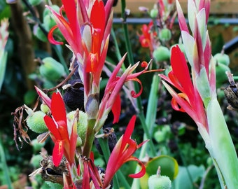 Pacote com 50 sementes de Canna Lily, nova colheita, 30 de maio de 2025.