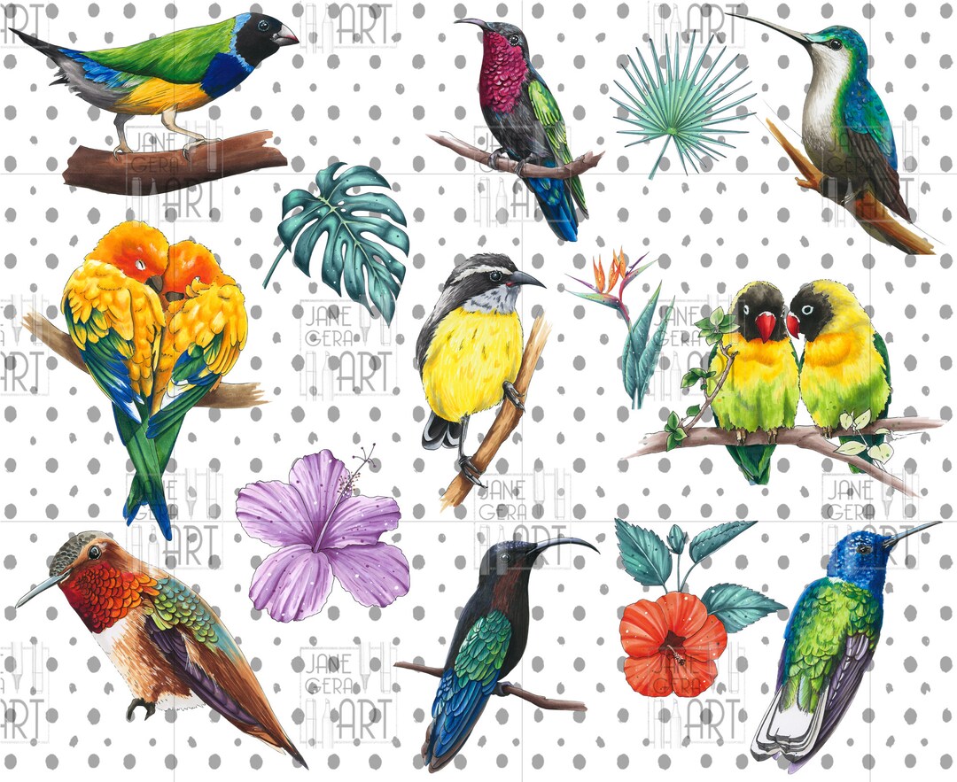 Rainbow Birds PNG Clip Art Tropical Clipart Digital Download - Etsy