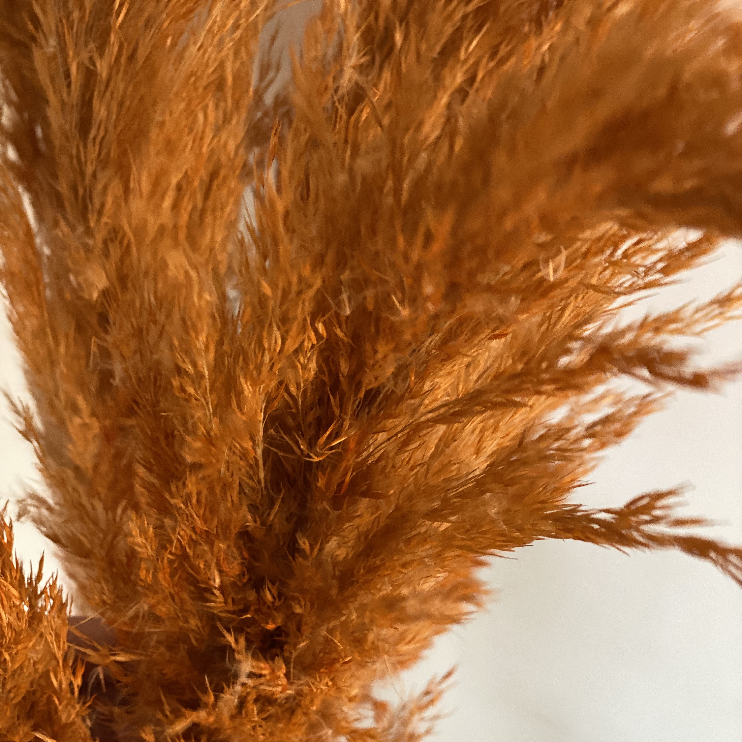 Dried Pampas Grass Decor Large Orange Pampas Grass Tall Etsy