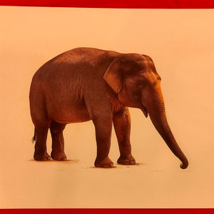 Baby Elephant Finest Hand Painted Wild Life Opera d'arte tradizionale su carta, intricato elefante ritratto pittura stanza decor pittura pittura originale