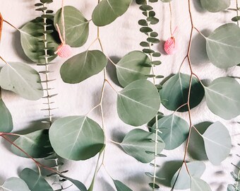 Eucalyptus Hanging Etsy