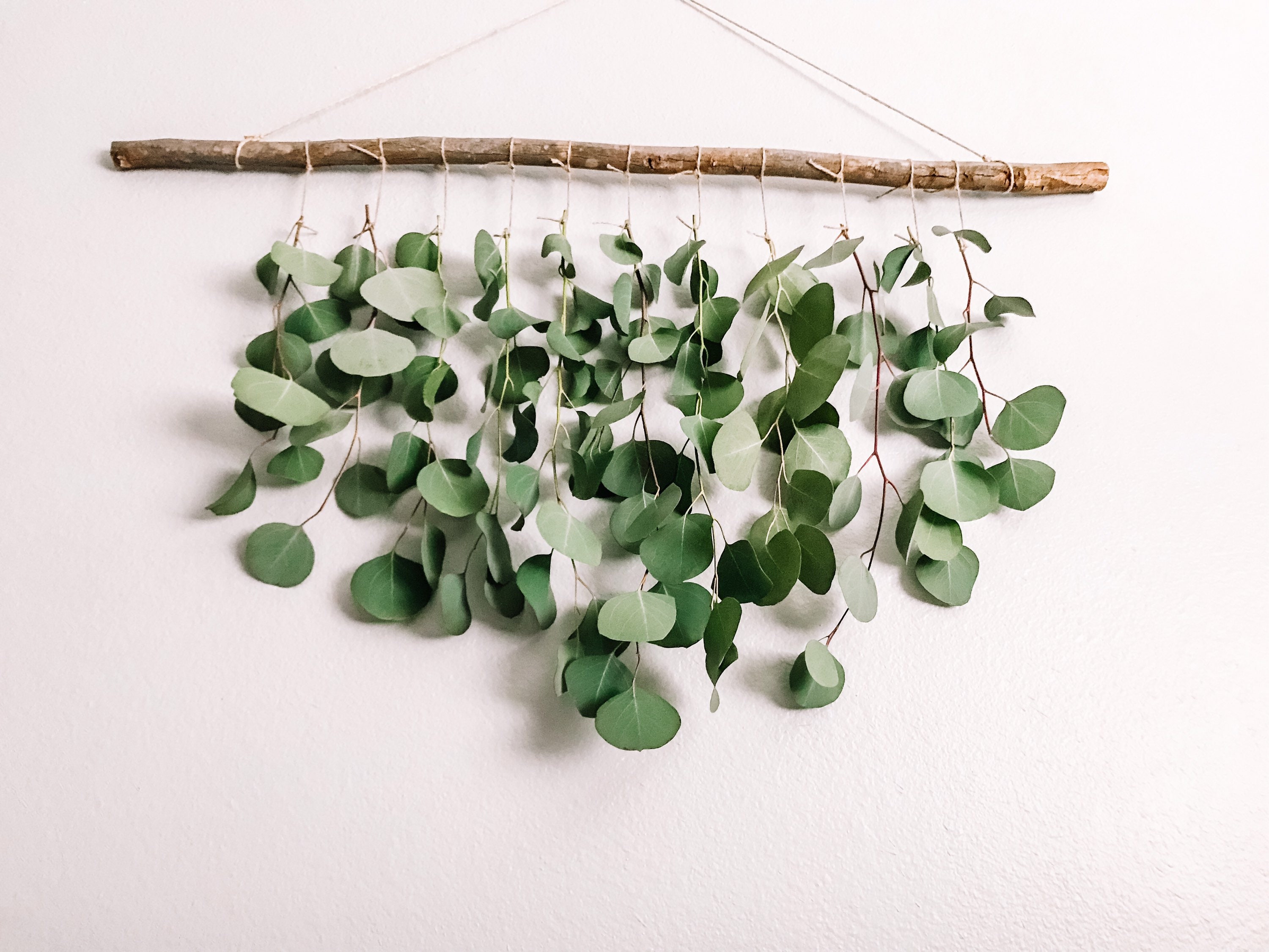 Eucalyptus Wall Hanging Eucalyptus Eucalyptus Hanging Boho Etsy