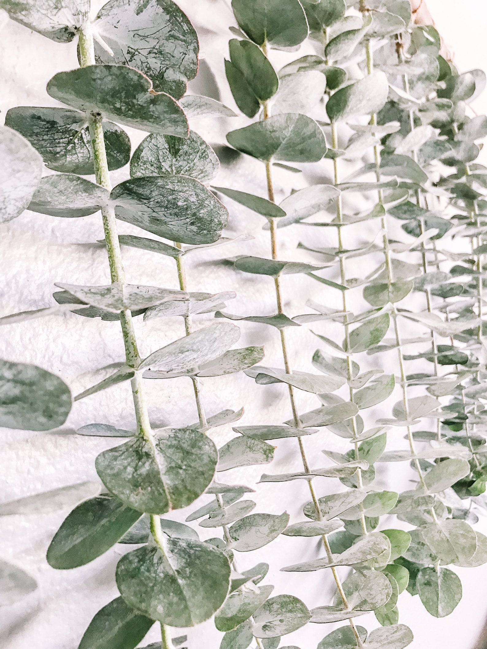 Eucalyptus Wall Hanging Eucalyptus Eucalyptus Hanging Boho Etsy