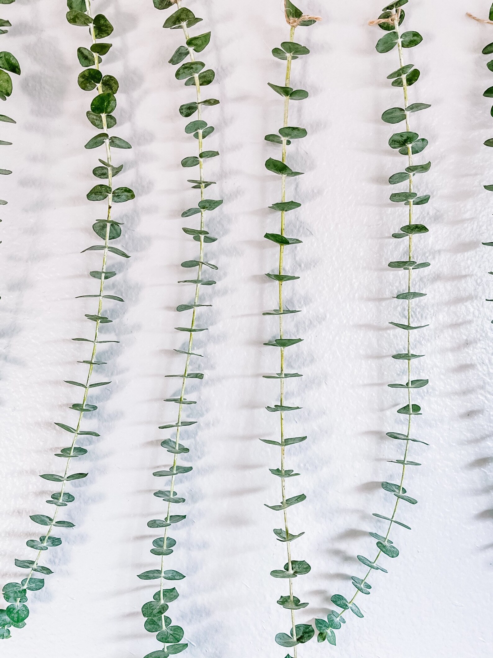 Eucalyptus Wall Hanging Eucalyptus Eucalyptus Hanging Boho Etsy