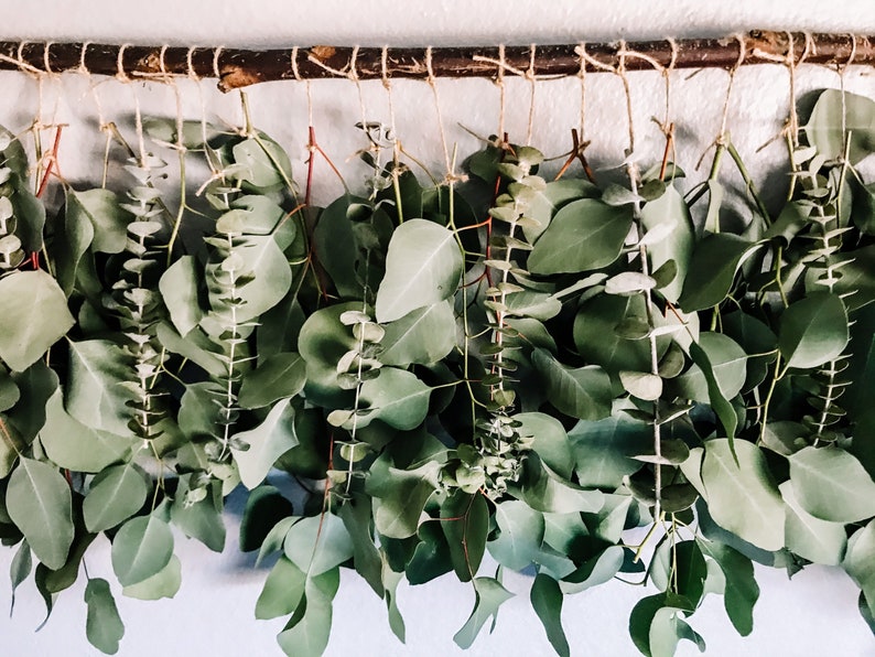 Eucalyptus Wall Hanging Eucalyptus Eucalyptus Hanging Boho Etsy