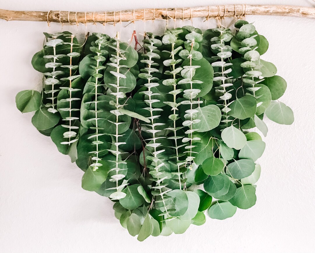 Eucalyptus Wall Hanging, Eucalyptus, Eucalyptus Hanging, Boho Wall