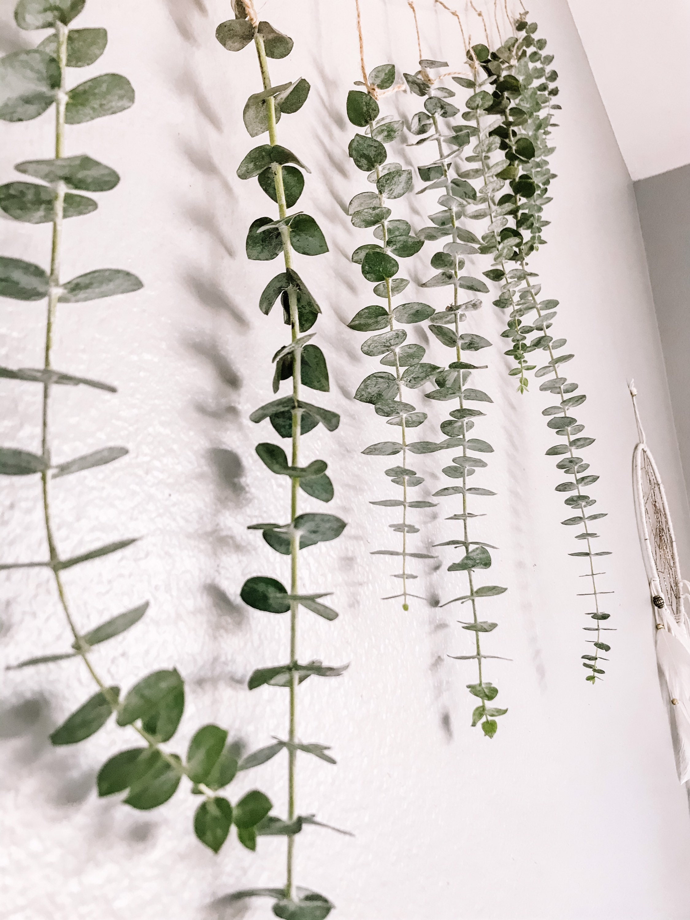 Eucalyptus Wall Hanging Eucalyptus Eucalyptus Hanging Boho Etsy