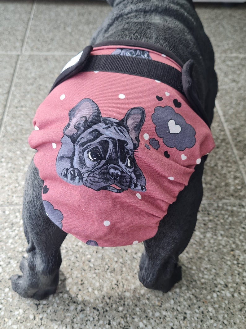 Läufigkeitshöschen Schutzhose für Französische Bulldoggen Bild 2