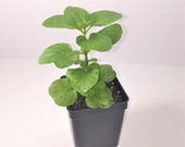 Live Organic Mint Herb Plants Collection Spearmint, Chocolate Mint, Orange Mint and Lemon Balm Mint 5-8 quot