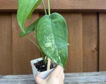 Syngonium Chiapense Albo Low Variegated Organic Houseplant Tropical Aroid Variegated plant  Tropical Big Leaves Variegated Grower's Choice