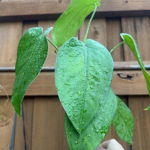 May include: A potted Philodendron plant featuring multiple heart-shaped, vibrant green leaves with a smooth texture. The foliage is covered in small water droplets, highlighting the veins and pointed tips of the leaves. The plant is in a clear plastic pot.