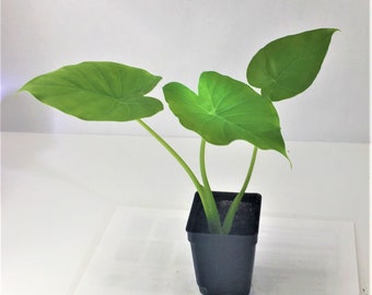 Upright Alocasia Odora Plant California Odora Plant Live Organic Tropical Plant Elephant Ears