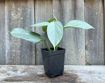 Philondendron Silver Swords Plant Hastatum Plant Organic Houseplant - Grower's Choice
