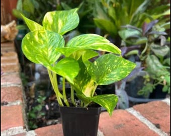 Golden Pothos Epipremnum Aureum evil’s Ivy Houseplant Organic Plant