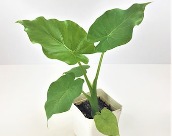 Alocasia California Odora Upright Live Organic Tropical Plant Elephant Ears