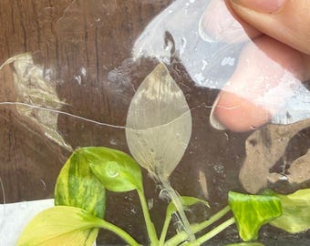 Homalomena Rubescens Aurea Tissue Culture Plants Grower's Choice