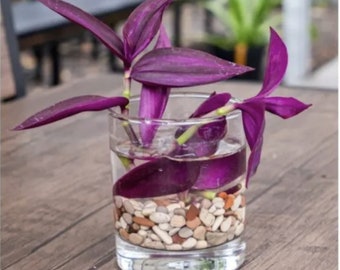 Purple Heart Cuttings Tradescantia Cuttings