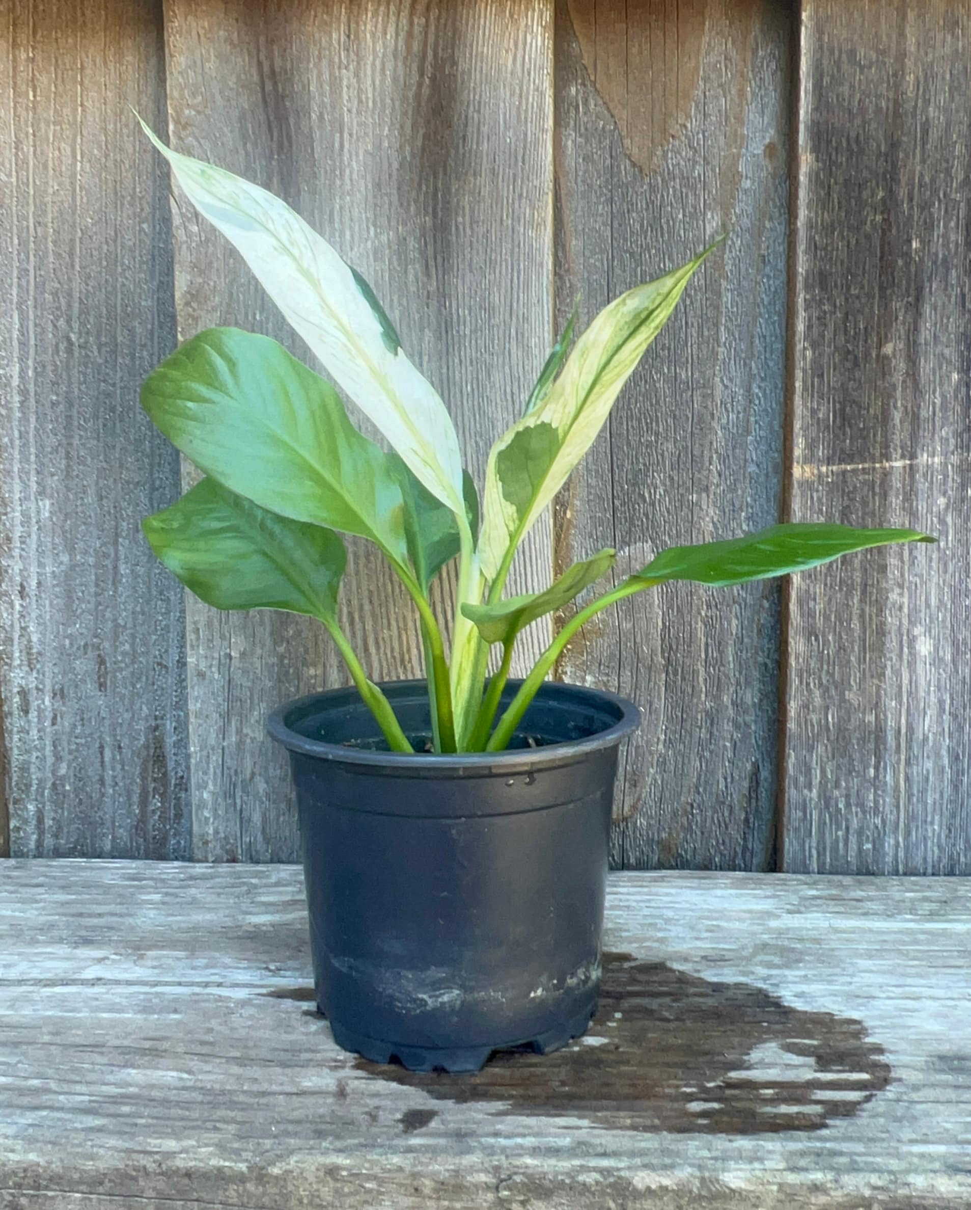 Variegated Peace Lily Plant: Spathiphyllum Picasso, Evergreen Houseplant