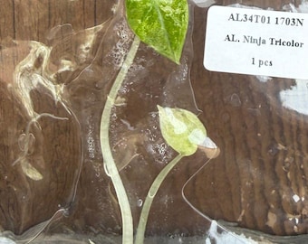 Alocasia Ninja Tricolor Variegated Tissue Culture Plants Grower's Choice