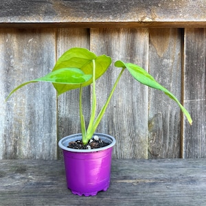 May include: A small potted plant with three vibrant, light green, heart-shaped leaves extending from thin, pale green stems. The plant is housed in a bright purple plastic nursery pot filled with dark potting soil and small white perlite pieces.