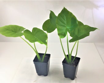 Two Alocasia California Odora Plant Upright Live Organic Tropical Plants Elephant Ears - Grower's Choice