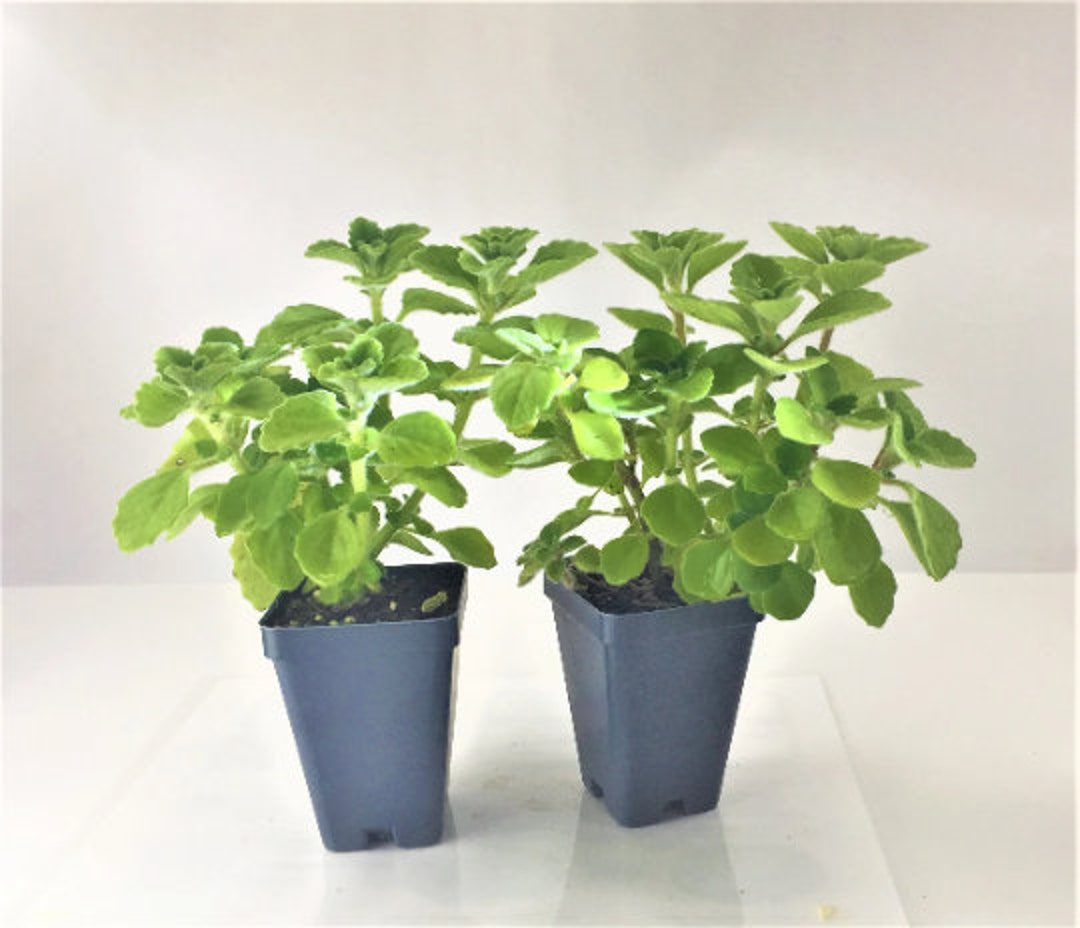 Vicks Plants Plectranthus Tomentosa 2 Organic Live Plants Etsy