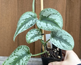 Organic Scindapsus Silver Splash Plant Tropical live RARE indoor vining plant easy care low light houseplant Scindapsus Silver Splash Plant