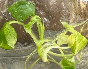Homalomena Borneo Sp Variegated Tissue Culture Plants Grower's Choice
