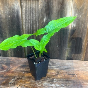 Syngonium Plant Podophyllum Plant Arrowhead Vine American Evergreen Organic Houseplant Revered Syngonium Albo Plant