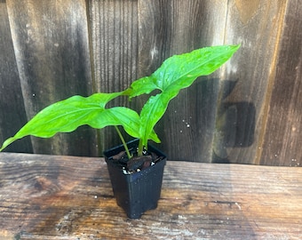Organic Syngonium Podophyllum Arrowhead Vine Houseplant - Grower's Choice
