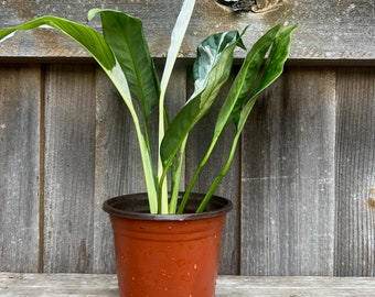 Large Picasso Peace Lily Plant, Variegated Evergreen Houseplant, Grower's Choice