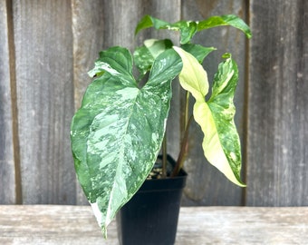 Syngonium Albo Plant Podophyllum Albo Plant Rare Houseplant Variegated plant Variegatum  Arrowhead Plant Organic Plant Grower's Choice