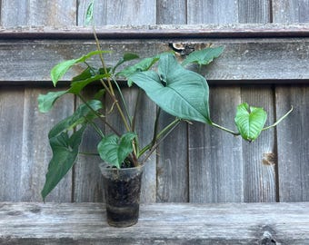 Syngonium Plant Podophyllum Plant Arrowhead Vine American Evergreen Organic Houseplant Revered Syngonium Albo Plant