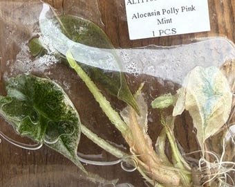 Alocasia Polly Pink Tissue Culture Plants Grower's Choice